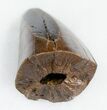 Beautiful Tyrannosaurus (T-Rex) Tooth #11918-2
